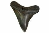 Angustidens Tooth - Megalodon Ancestor #164958-1